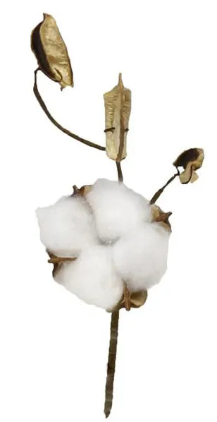Cotton Pick